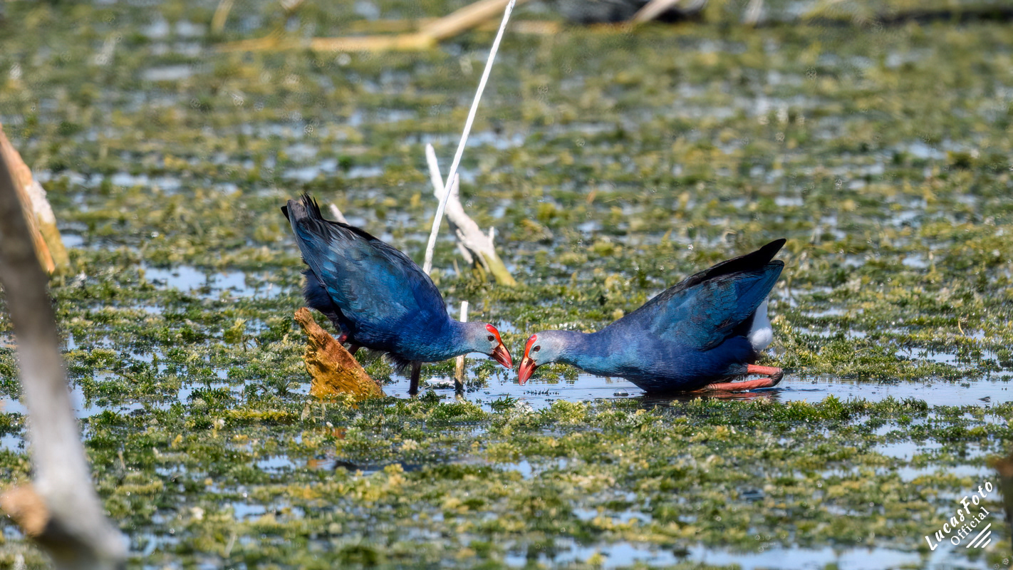 Gray-headed Swamphen