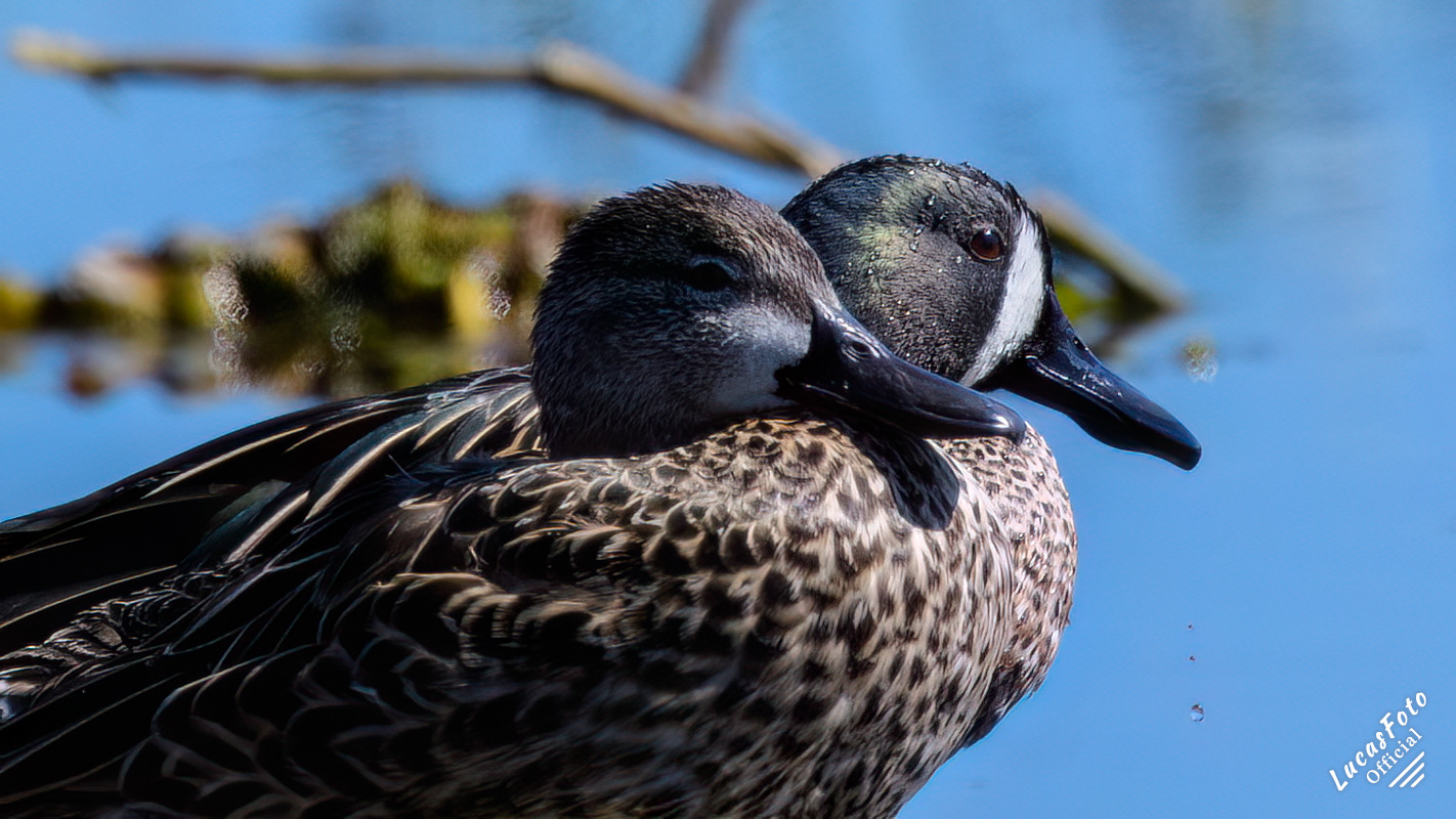 Blue-winged Teal