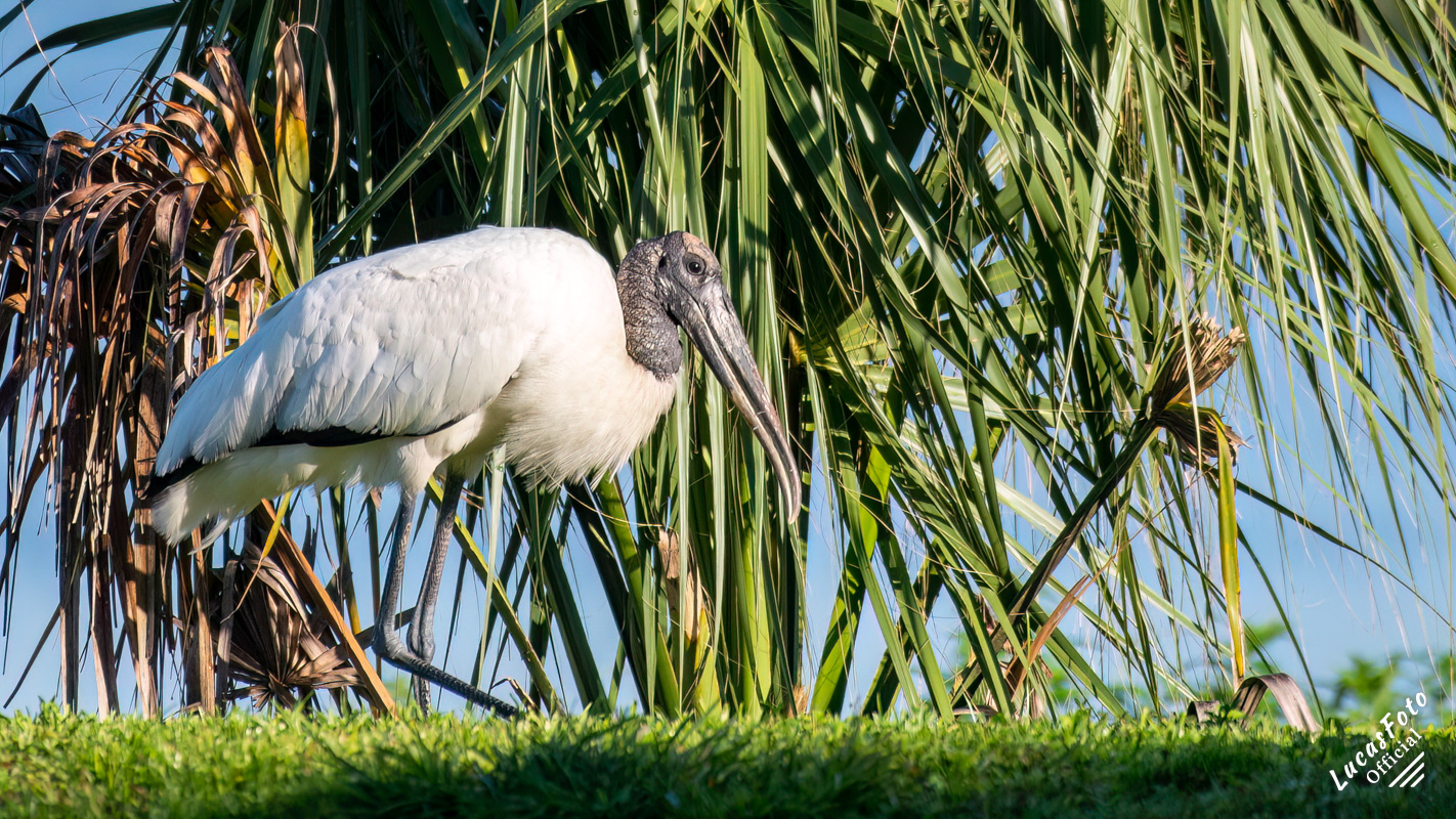 Wood Stork