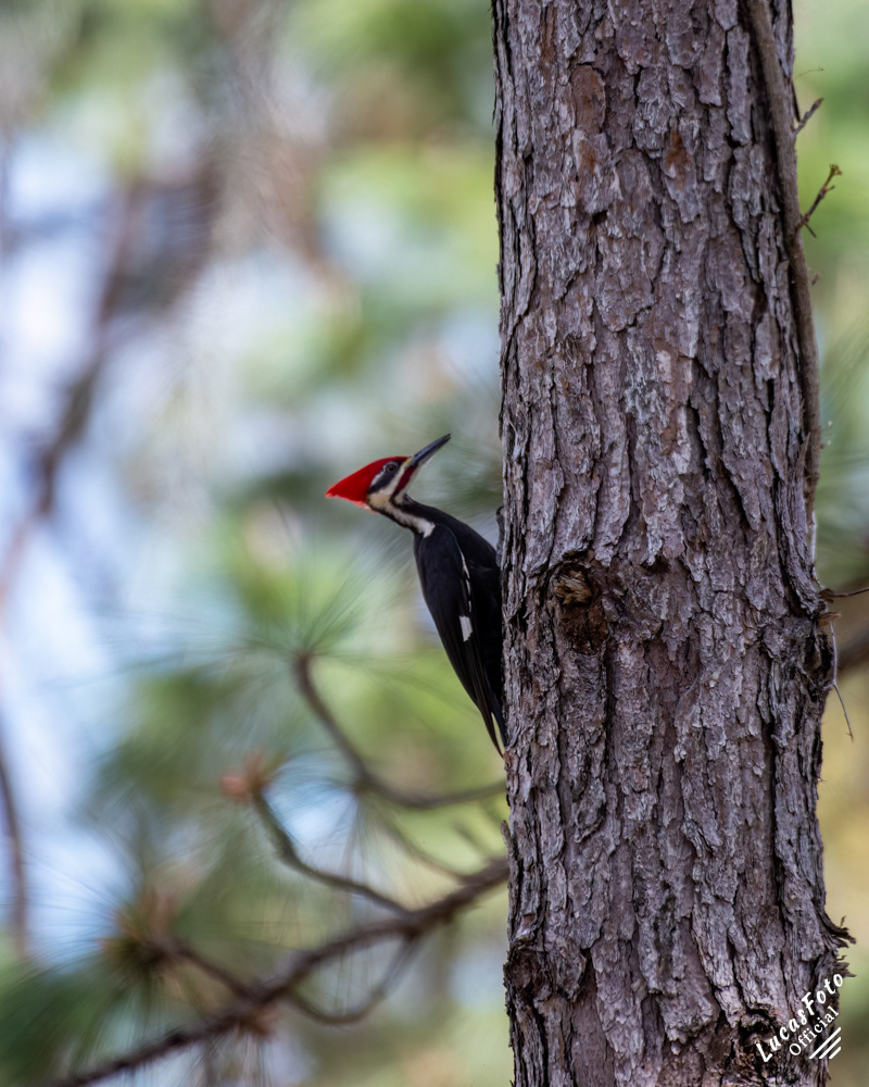 Pileated Woodpecker