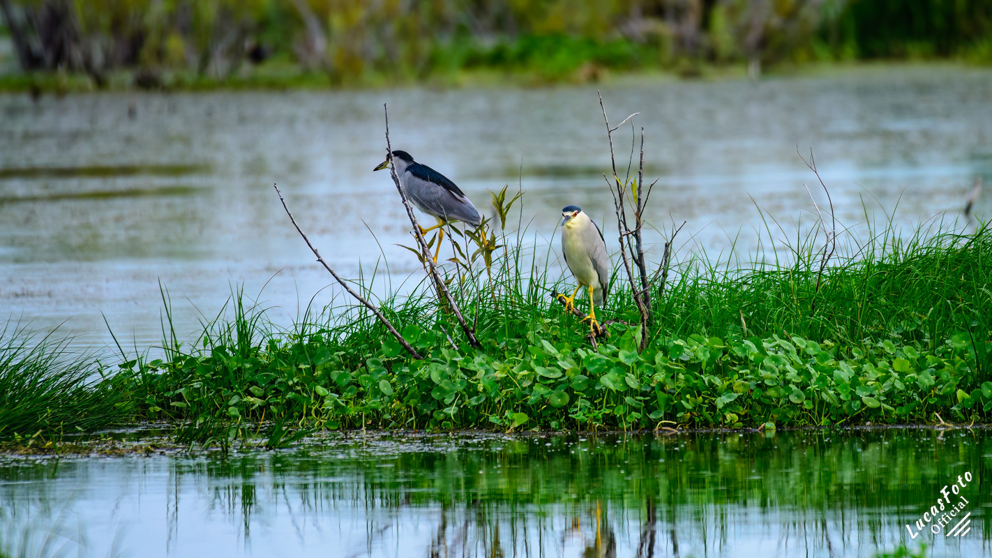 Black-crowned Night Heron