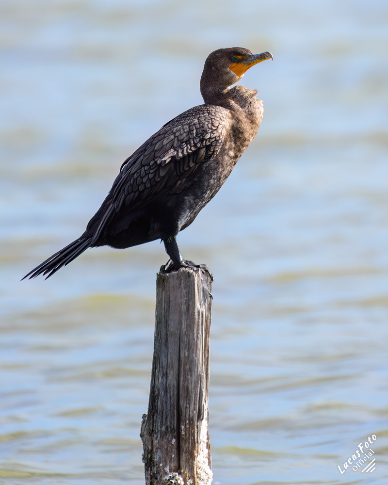Double-crested Cormorant