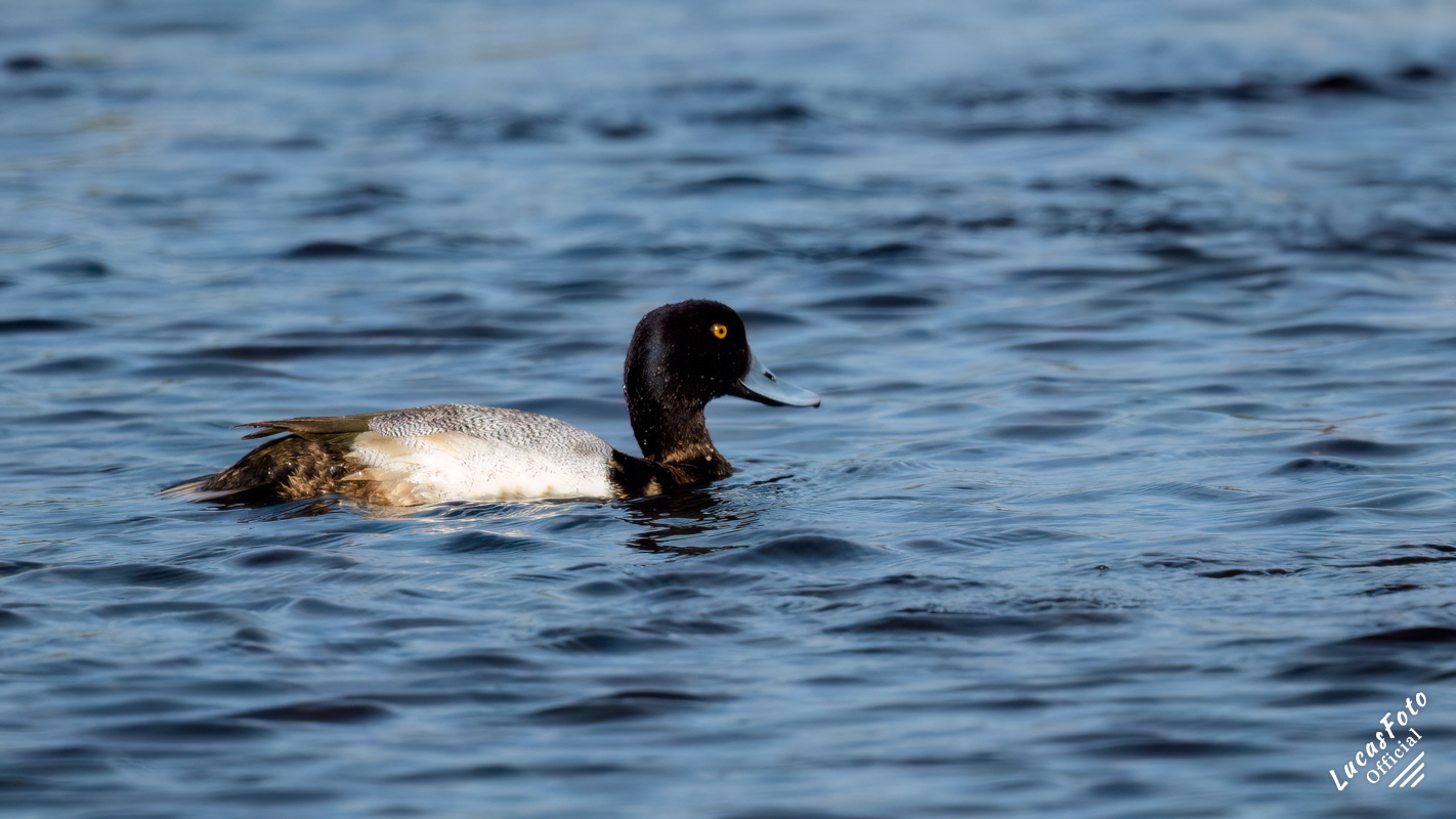 Lesser Scaup