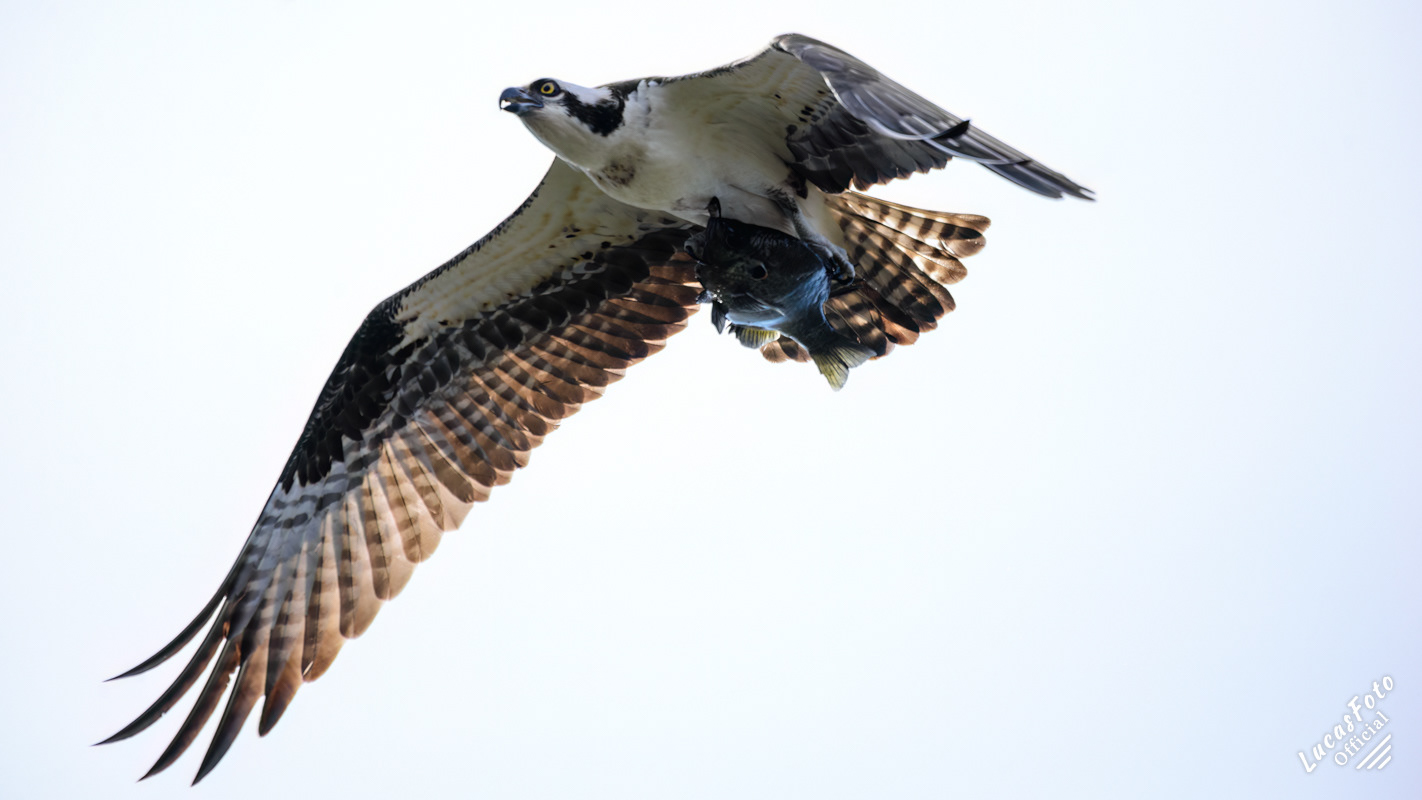 Osprey