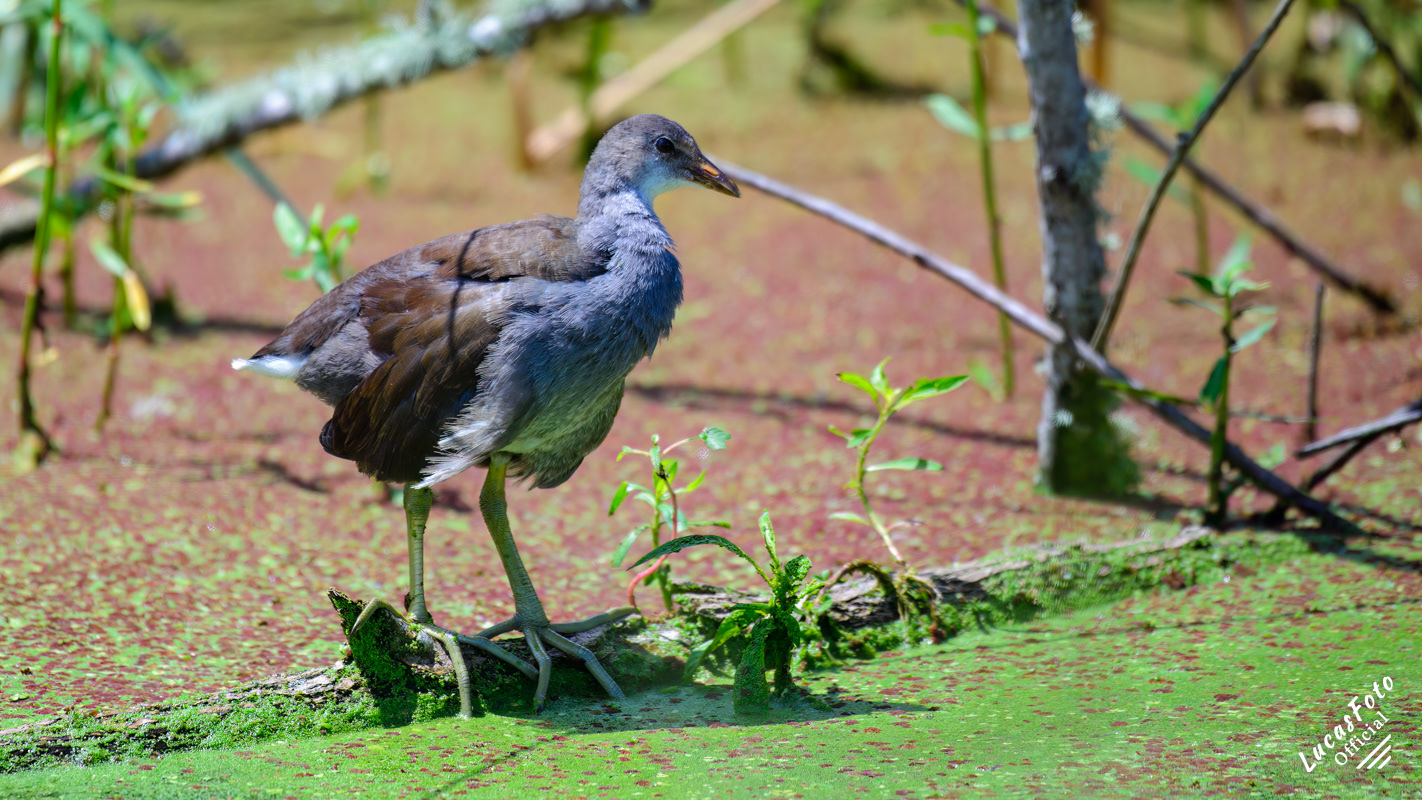Common Gallinule
