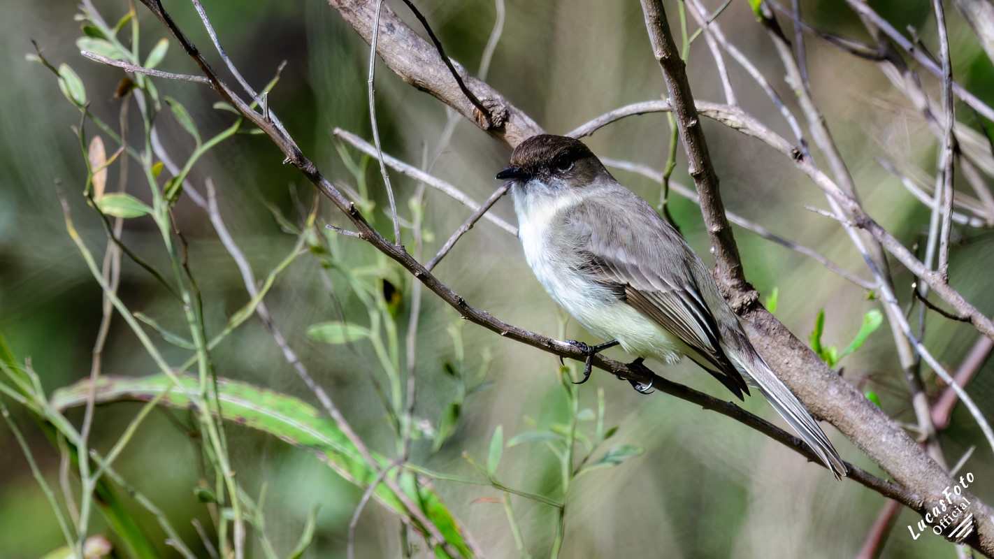 Eastern Phoebe