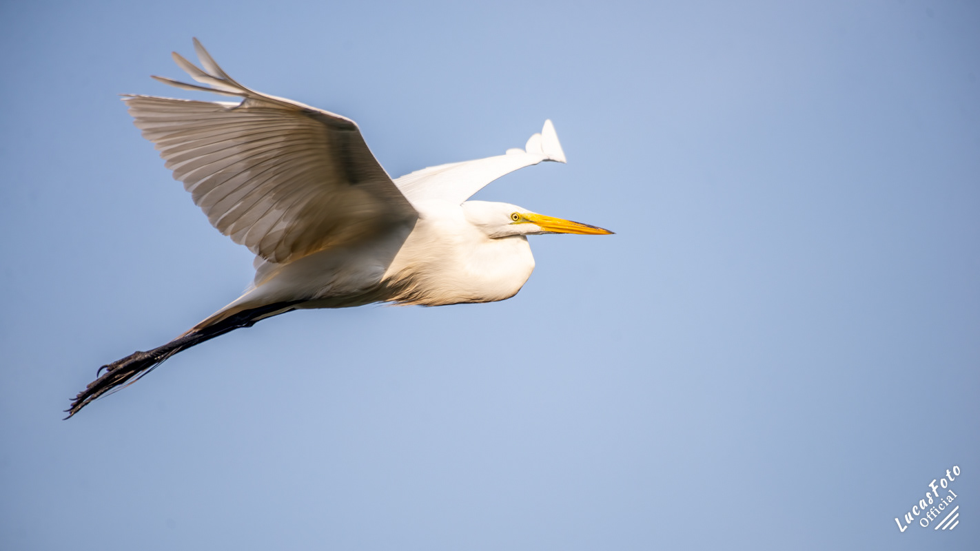 Great Egret