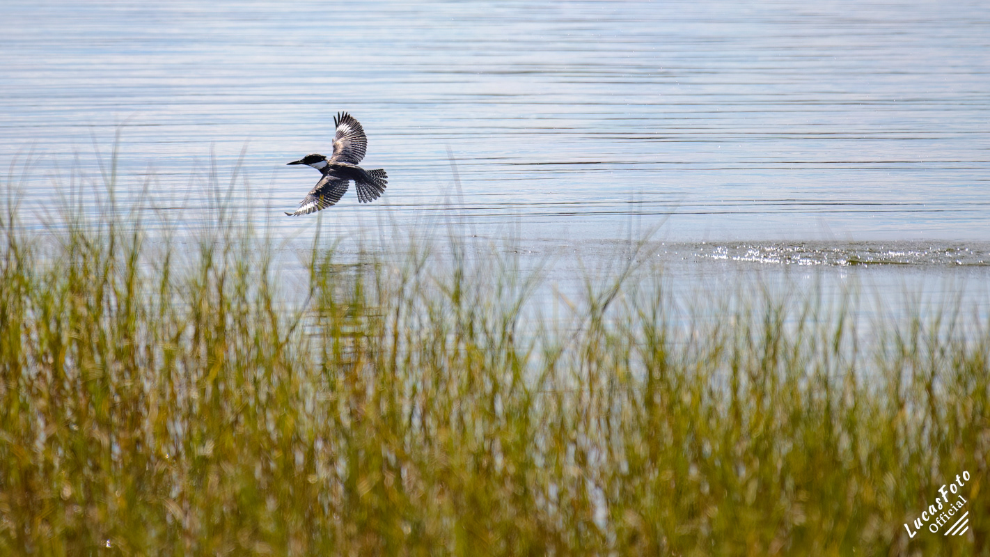 Belted Kingfisher