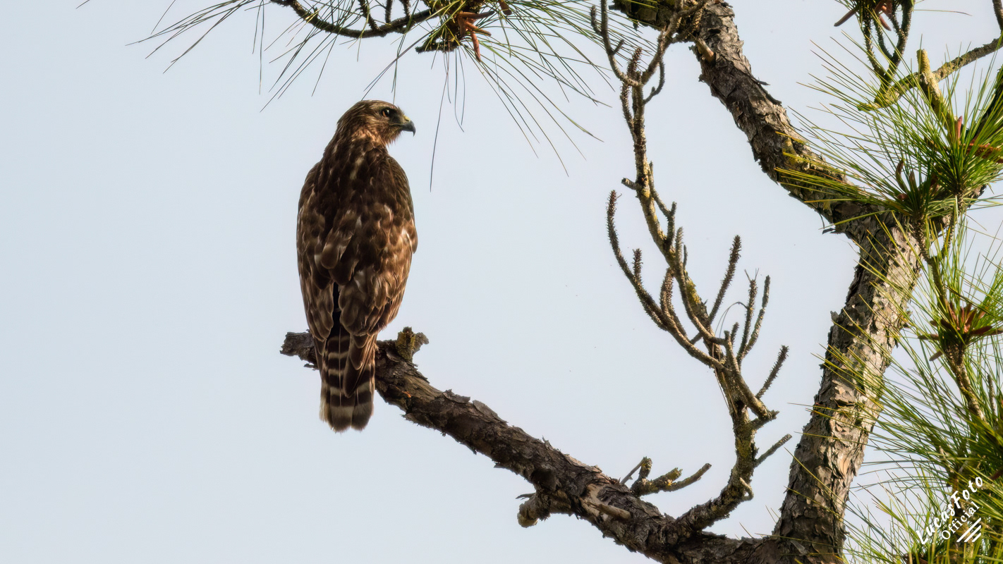Red-shouldered Hawk