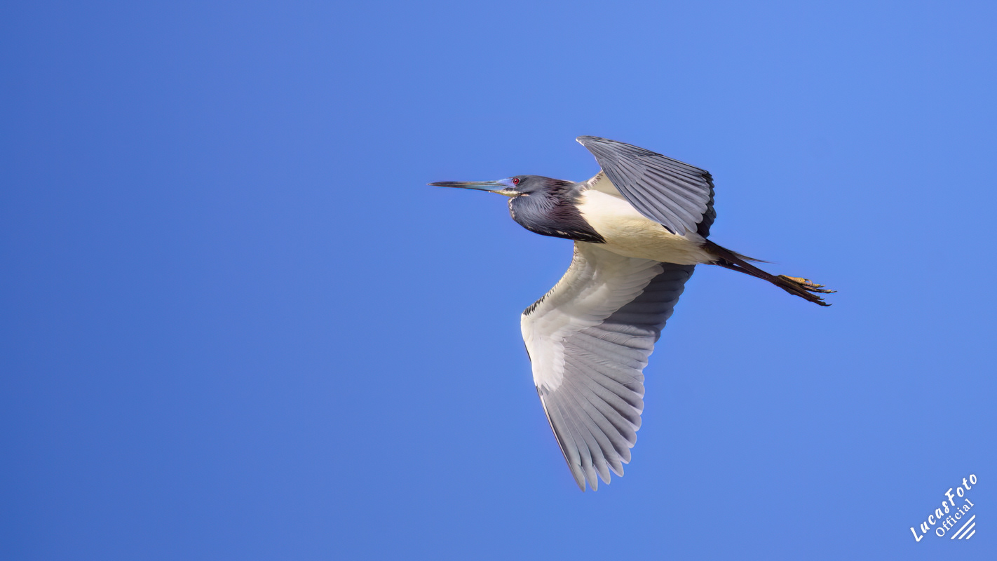 Tricolored Heron