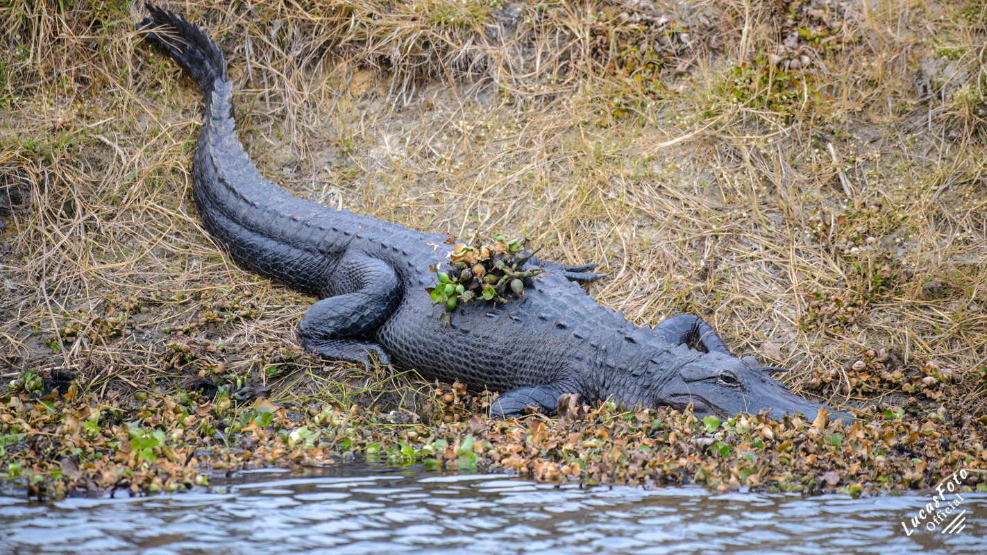 Alligator