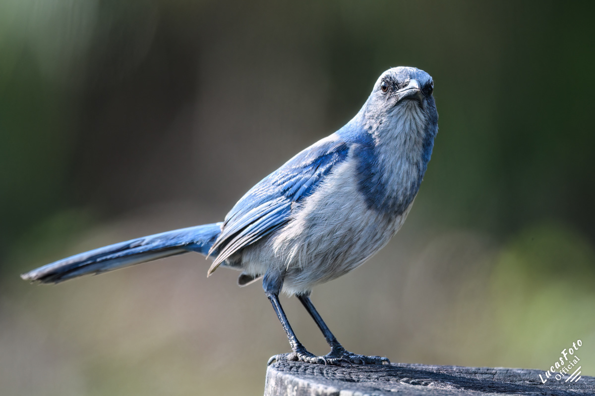 Florida Scrub Jay