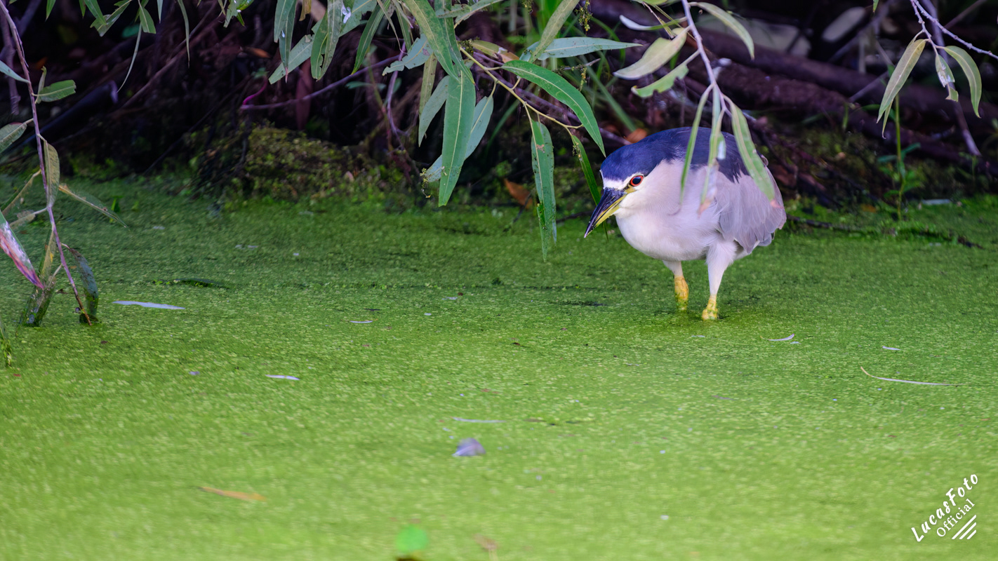 Black-crowned Night Heron