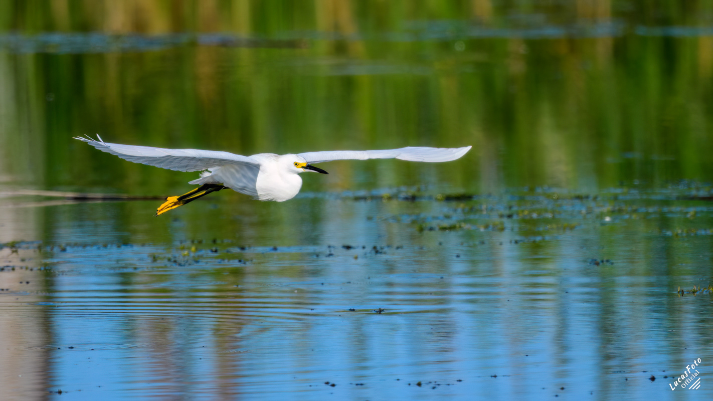 Snowy Egret