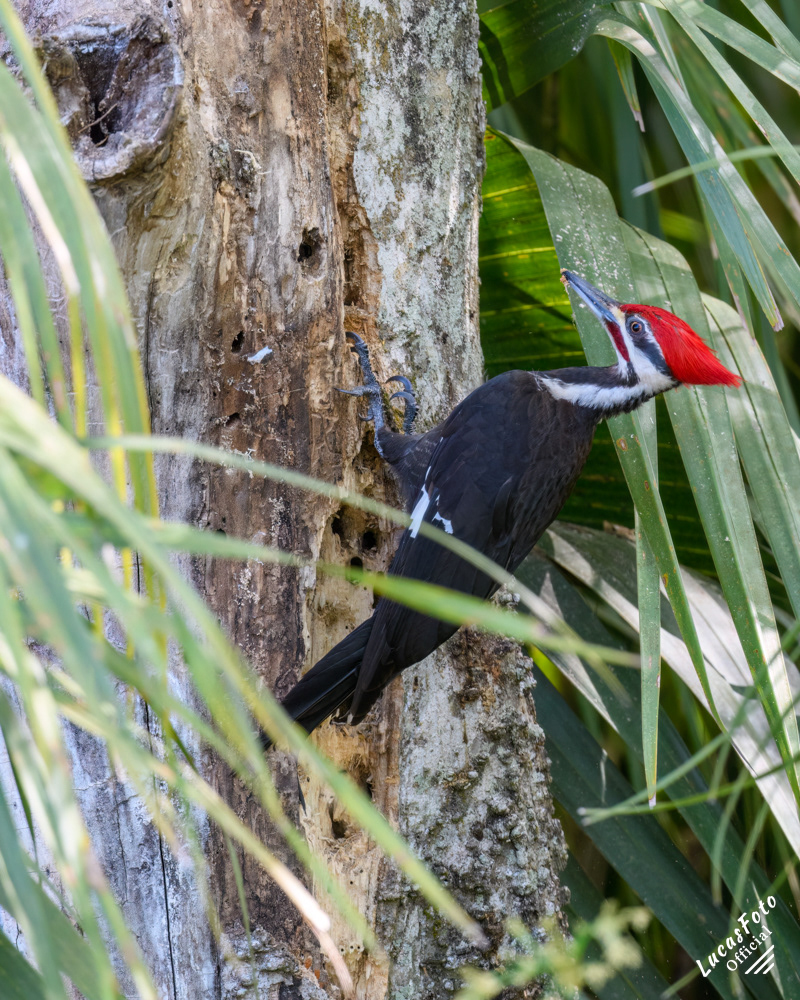 Pileated Woodpecker