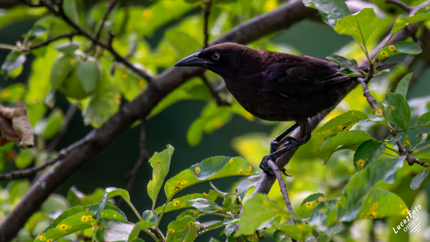 Common Grackle