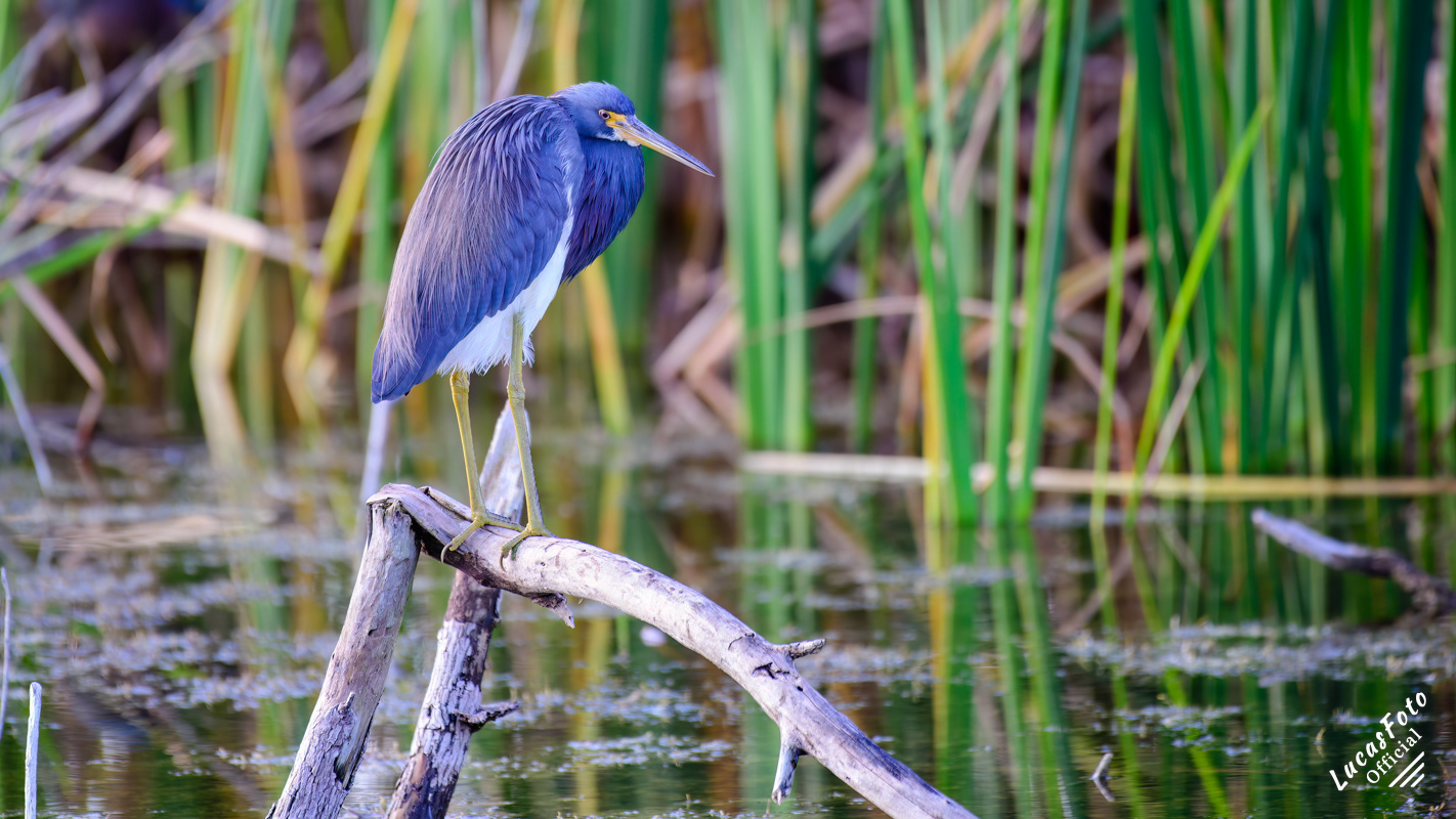Tricolored Heron