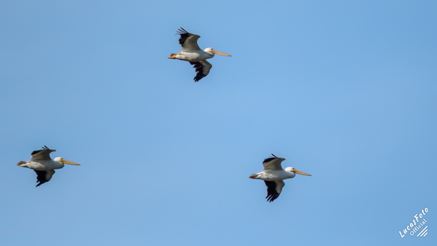 American White Pelican