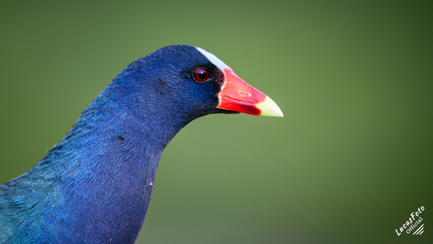 Purple Gallinule