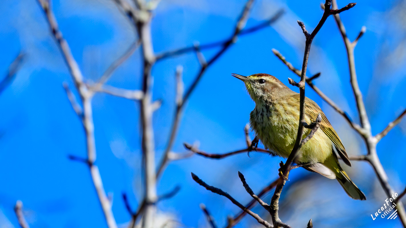 Palm Warbler
