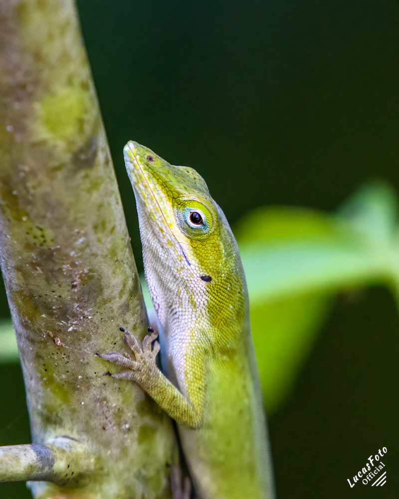 Green Anole