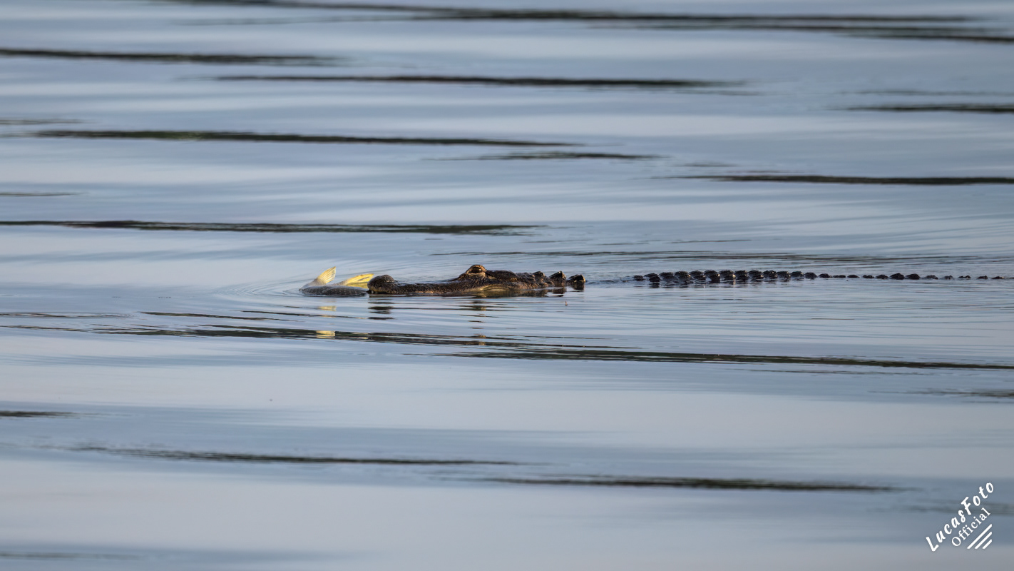 Alligator
