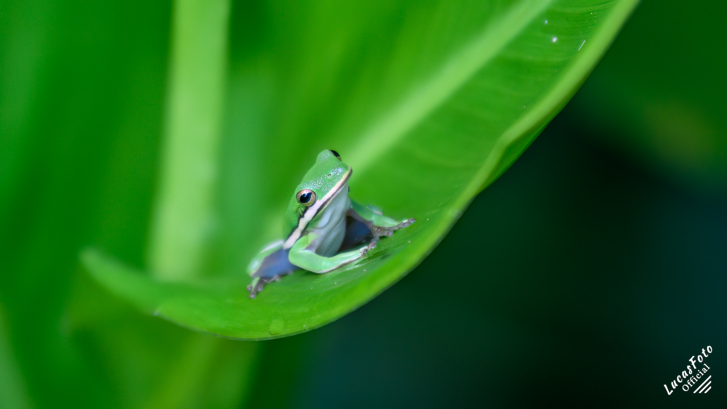 Green Treefrog