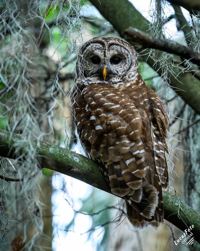Barred Owl