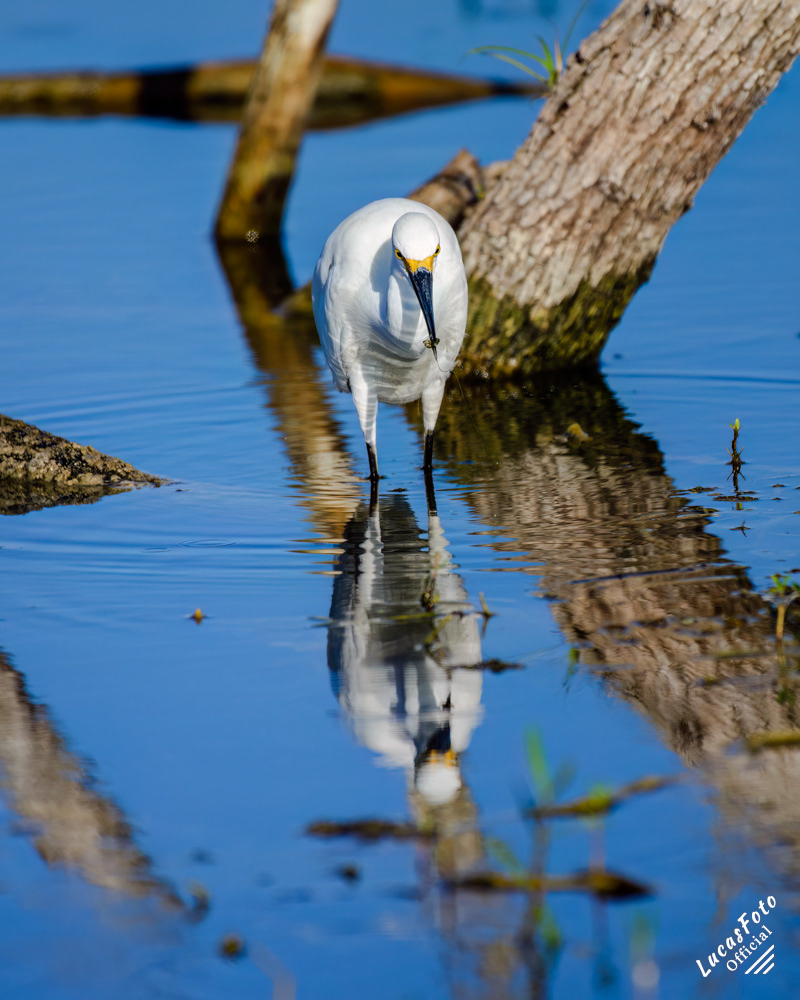 Snowy Egret