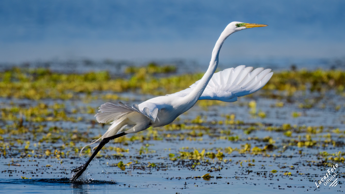 Great Egret