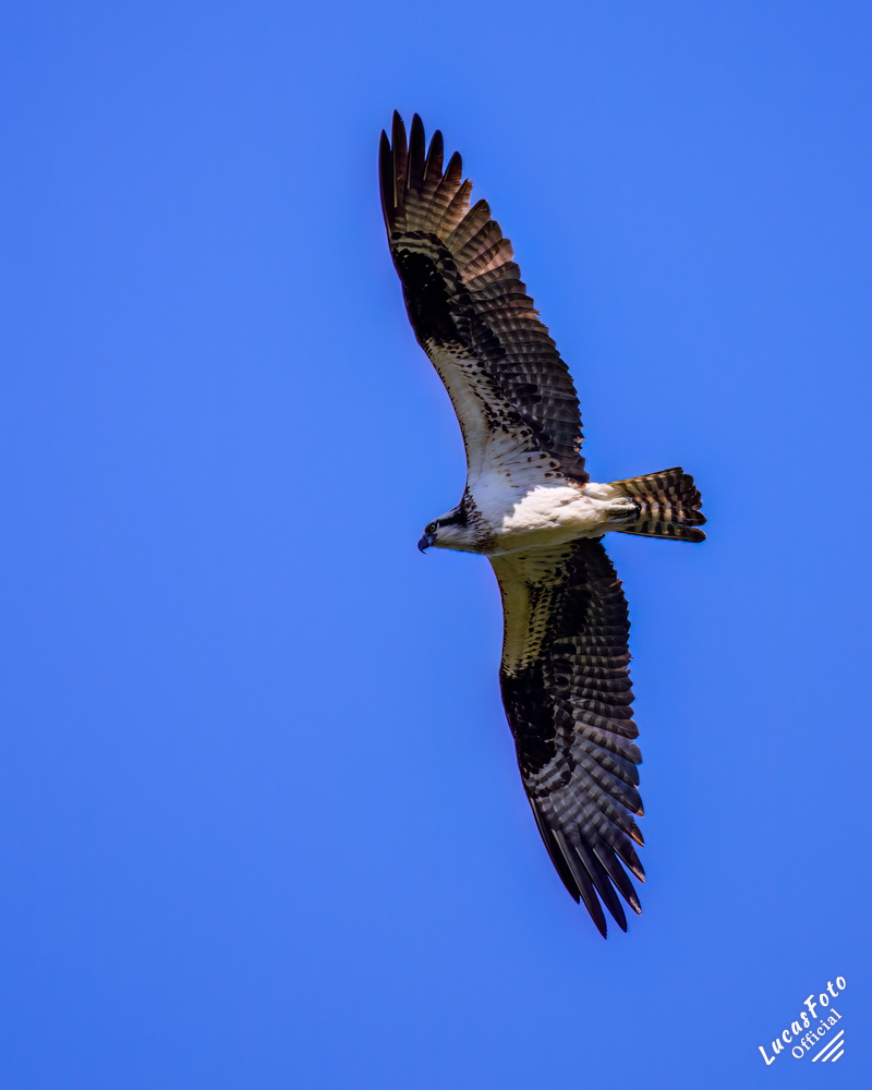 Osprey