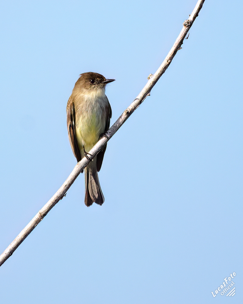 Eastern Phoebe