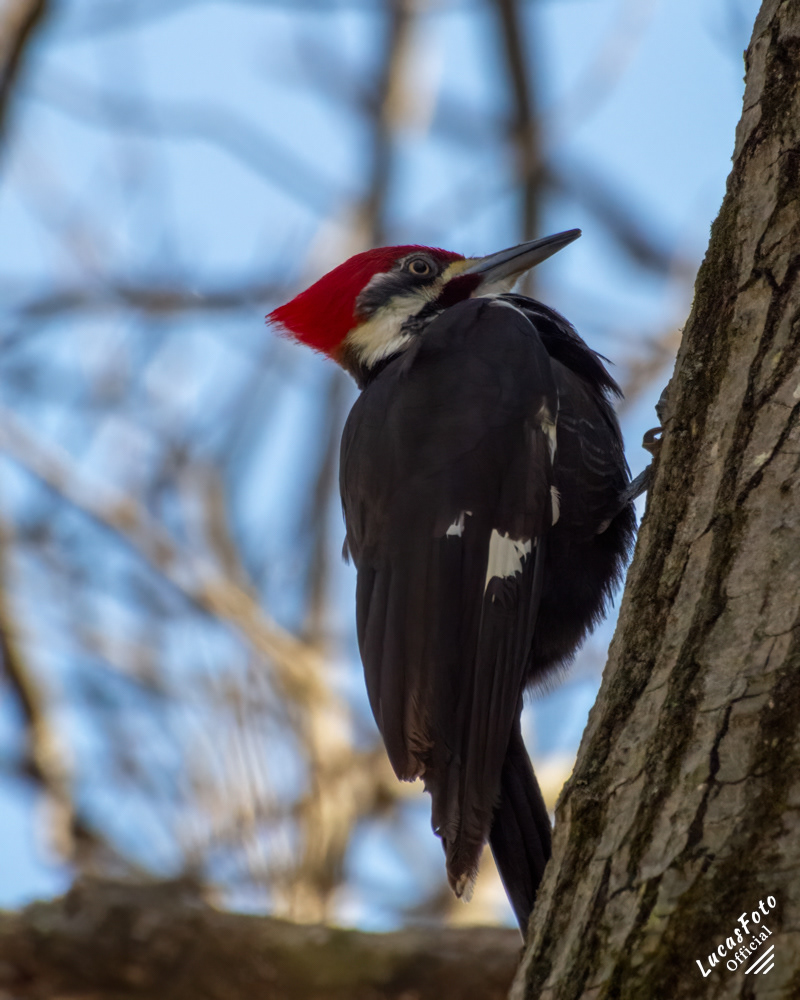 Pileated Woodpecker