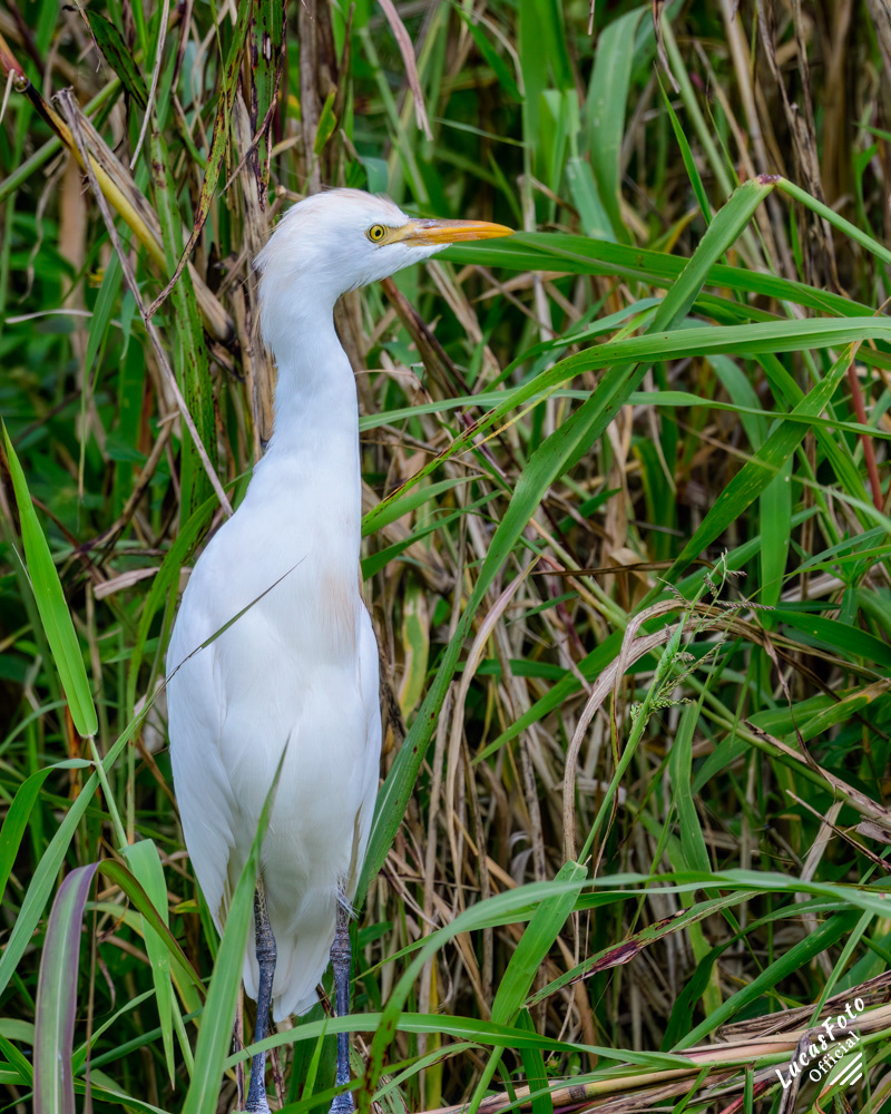 Cattle Egret