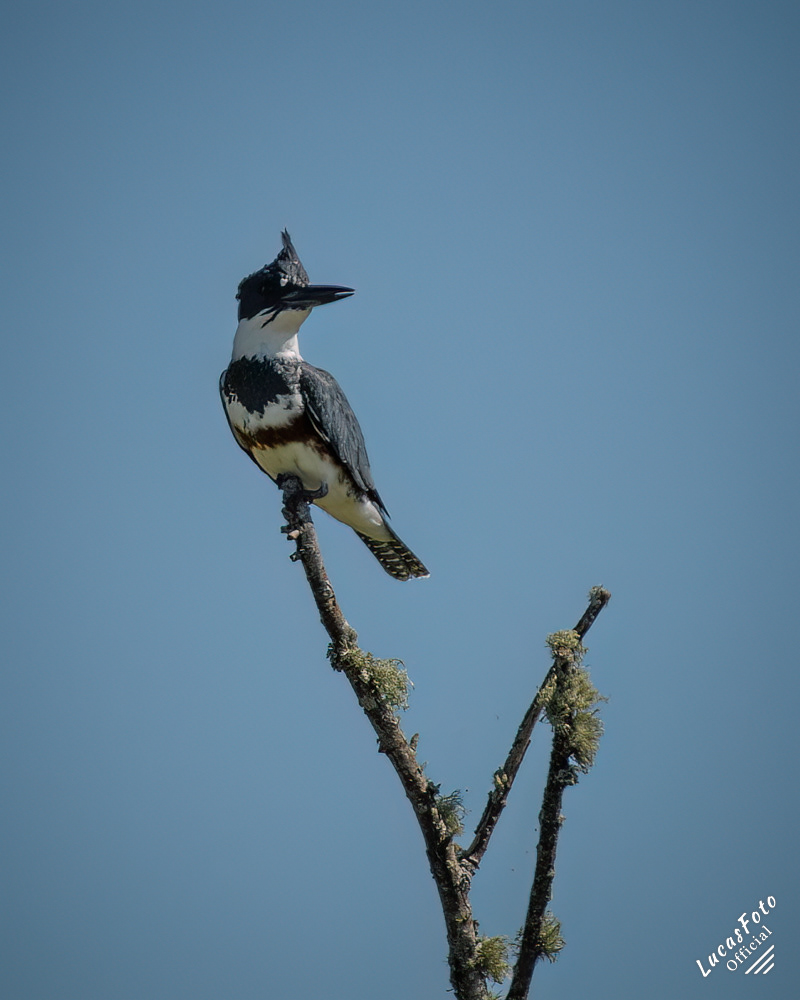 Belted Kingfisher
