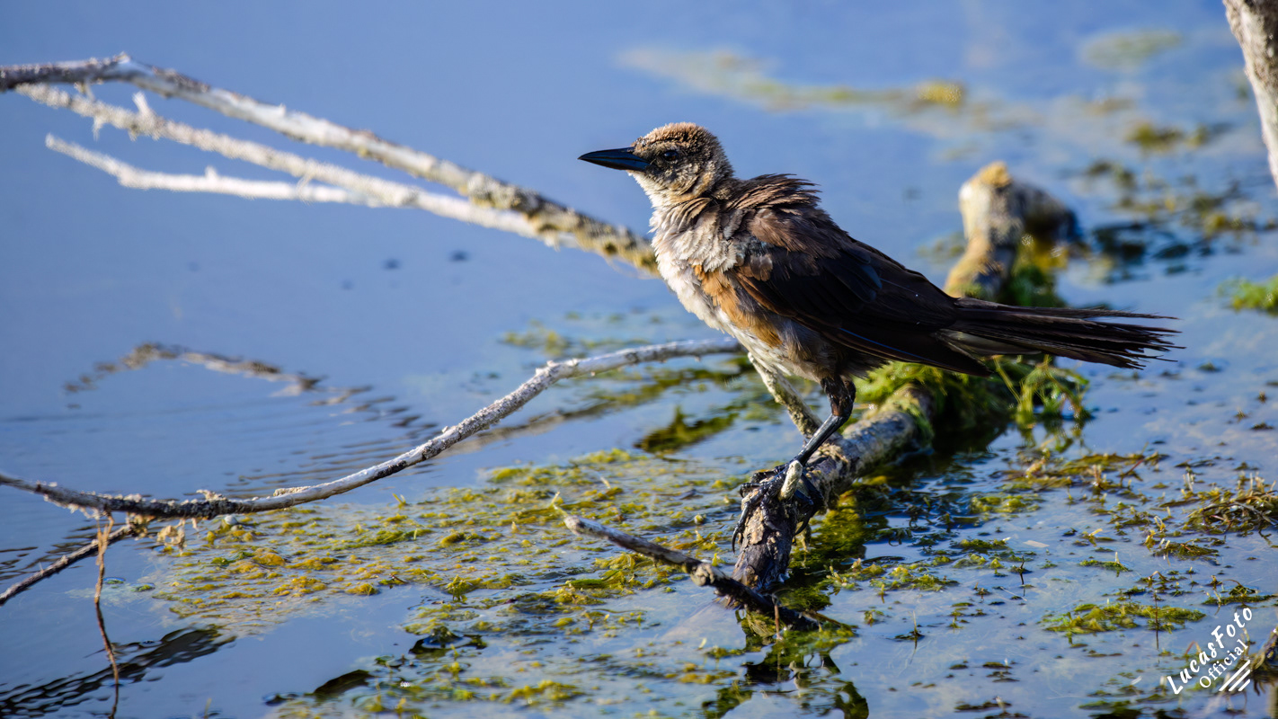Boat-tailed Grackle