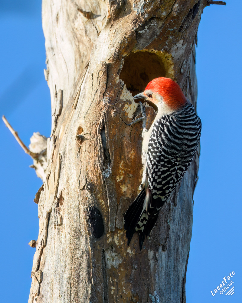 Red-bellied Woodpecker