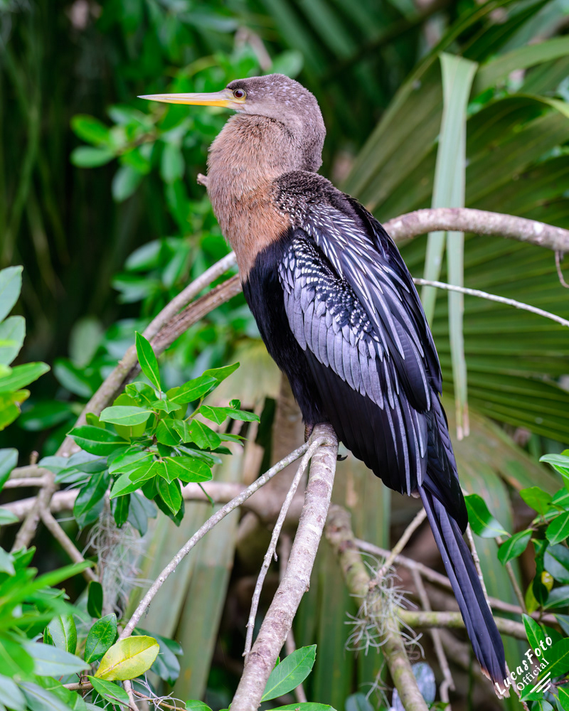 Anhinga