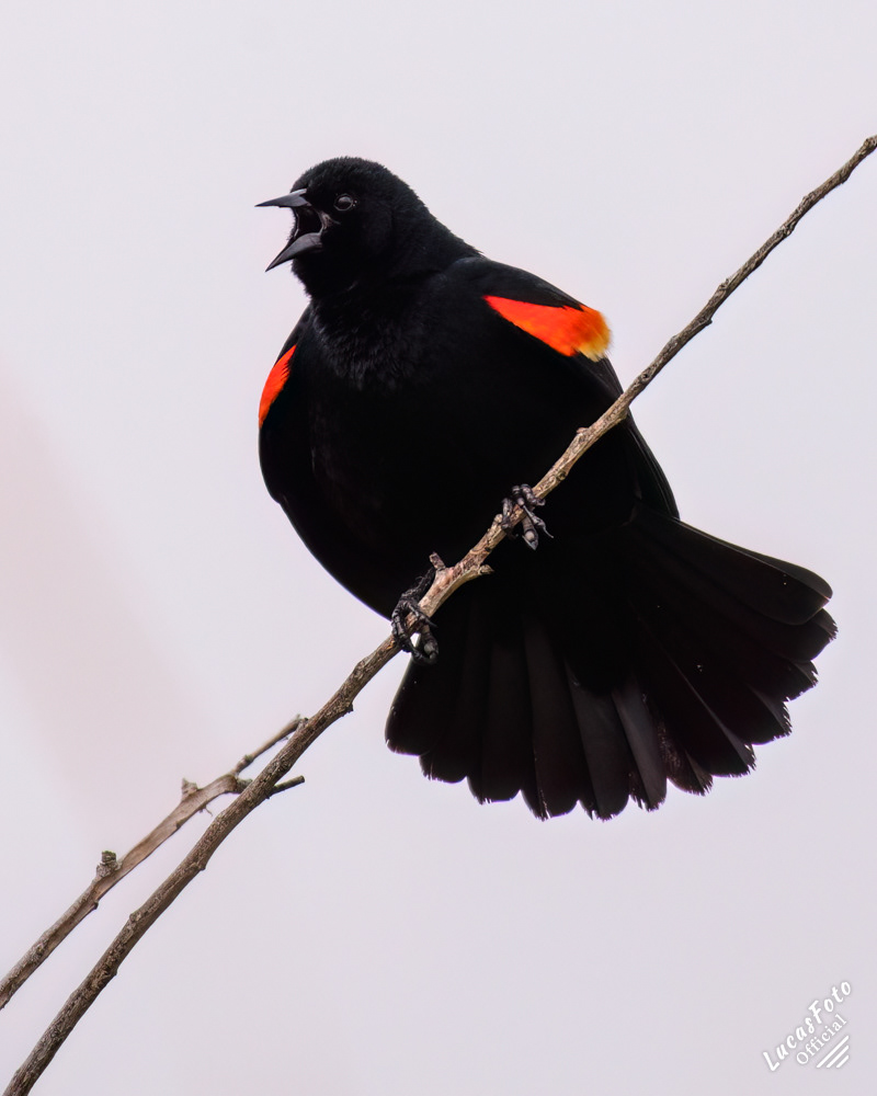 Red-winged Blackbird