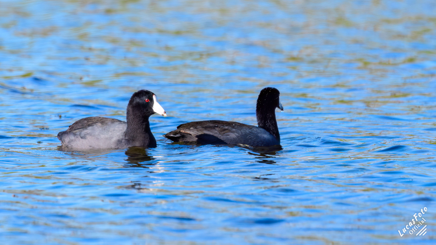 American Coot