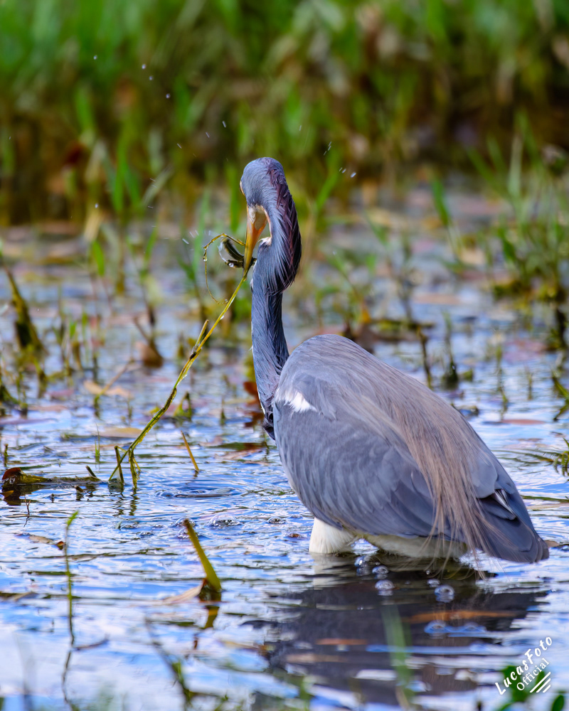 Tricolored Heron