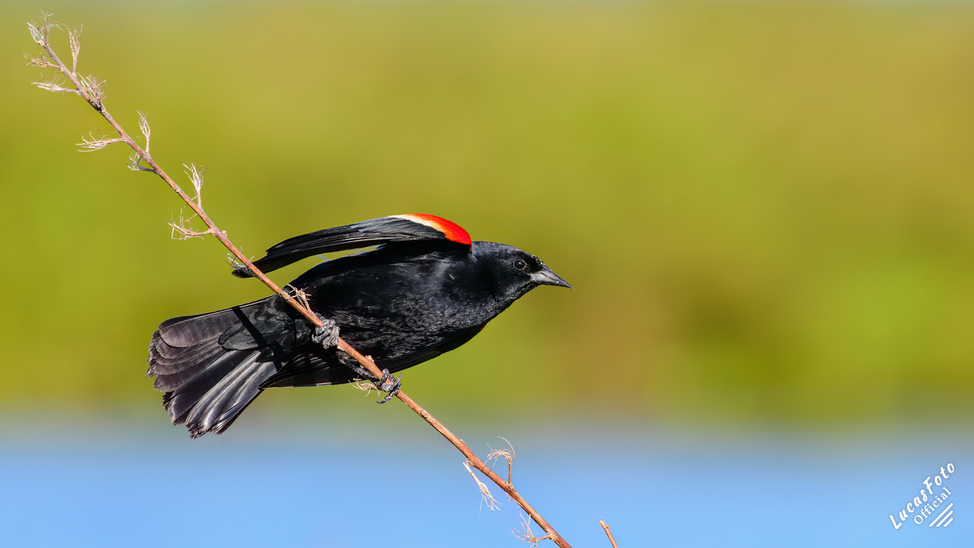 Red-winged Blackbird