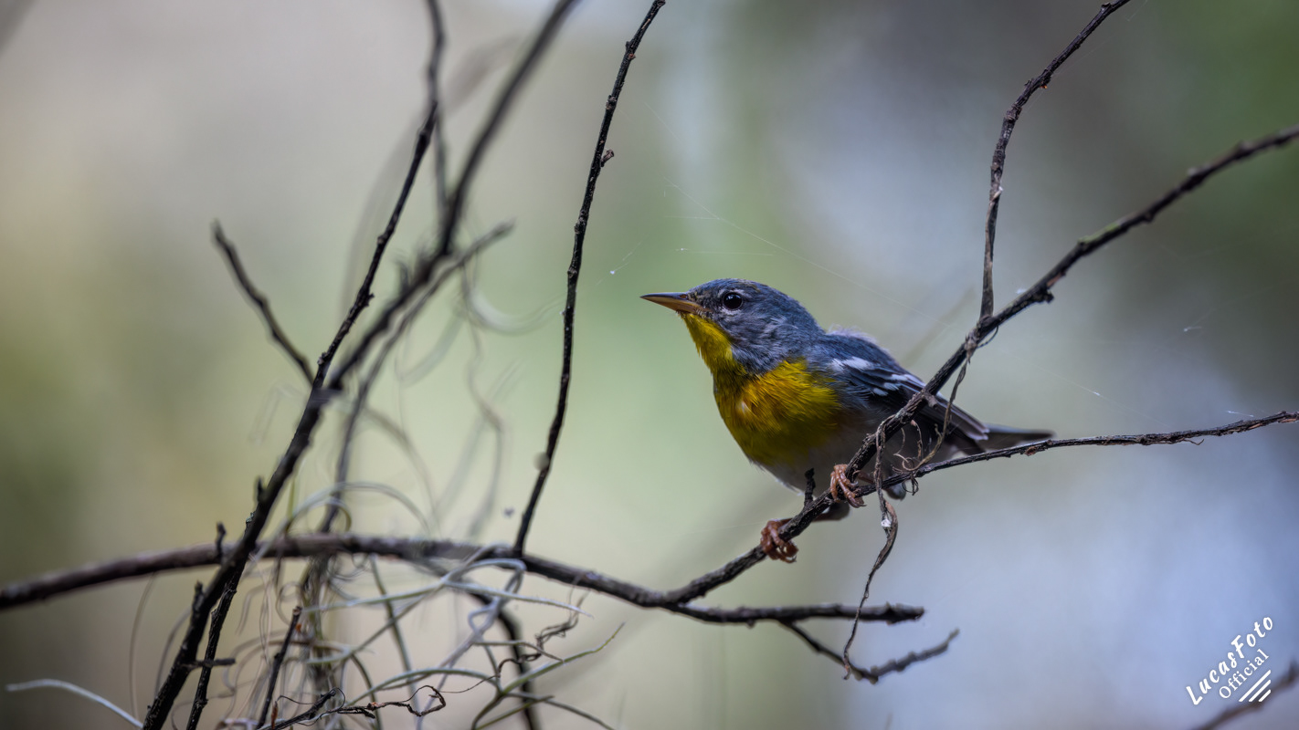 Northern Parula