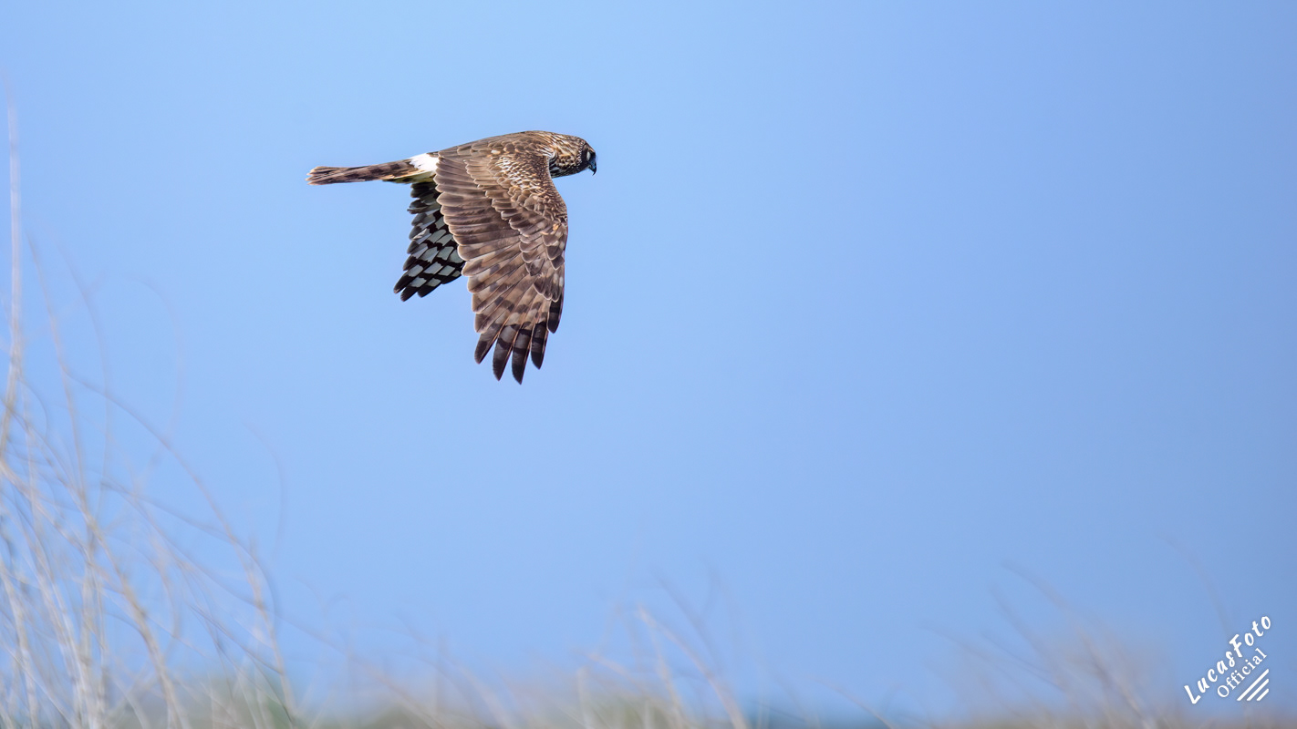 Northern Harrier