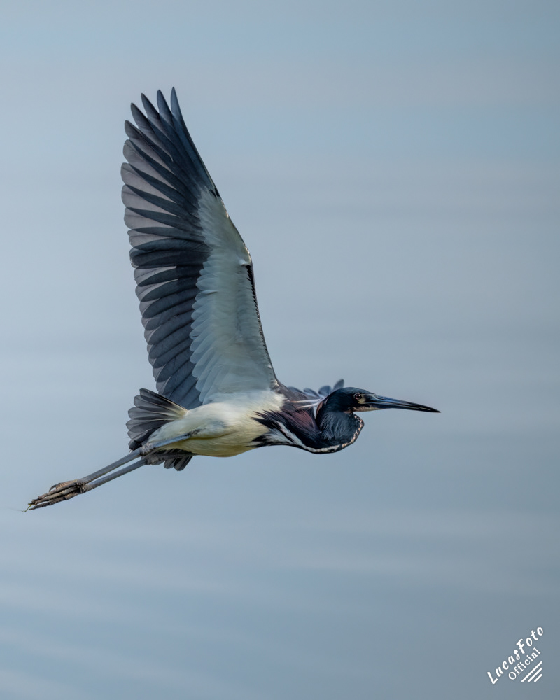 Tricolored Heron