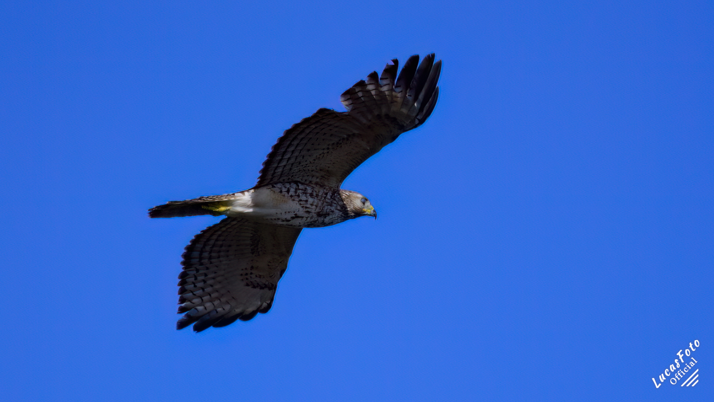 Red-shouldered Hawk