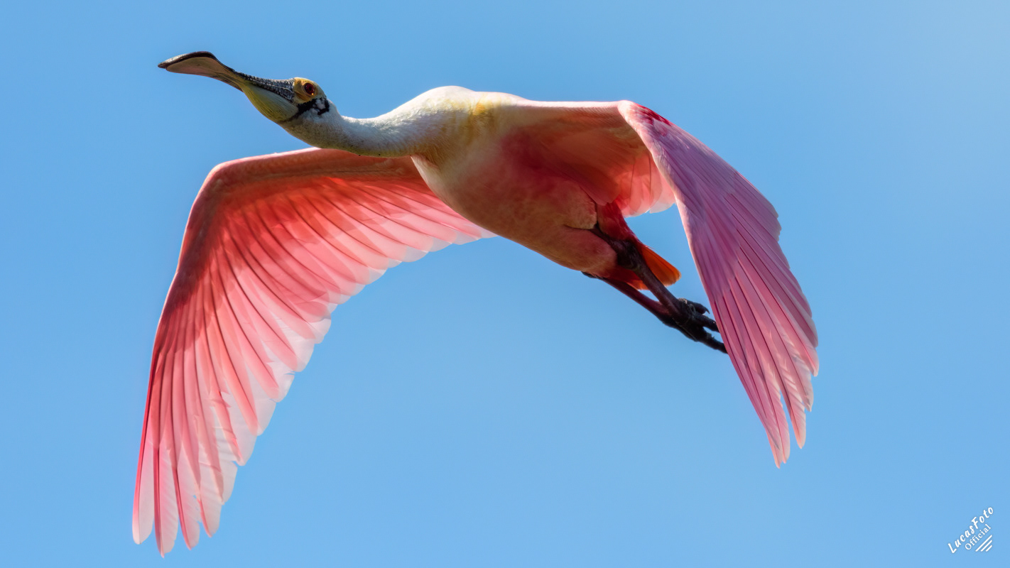Roseate Spoonbill