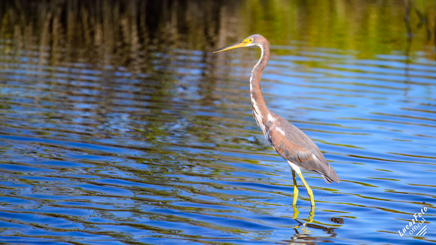 Tricolored Heron