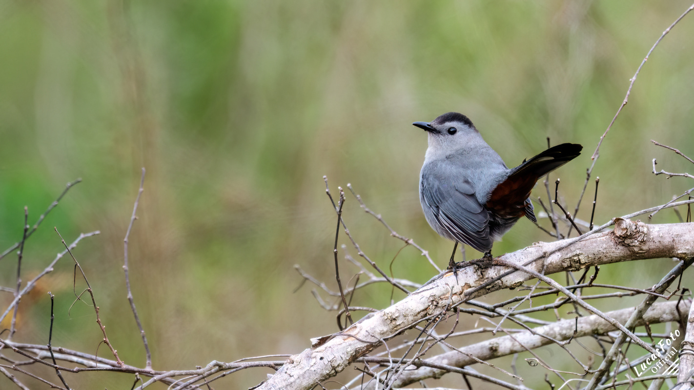 Gray Catbird