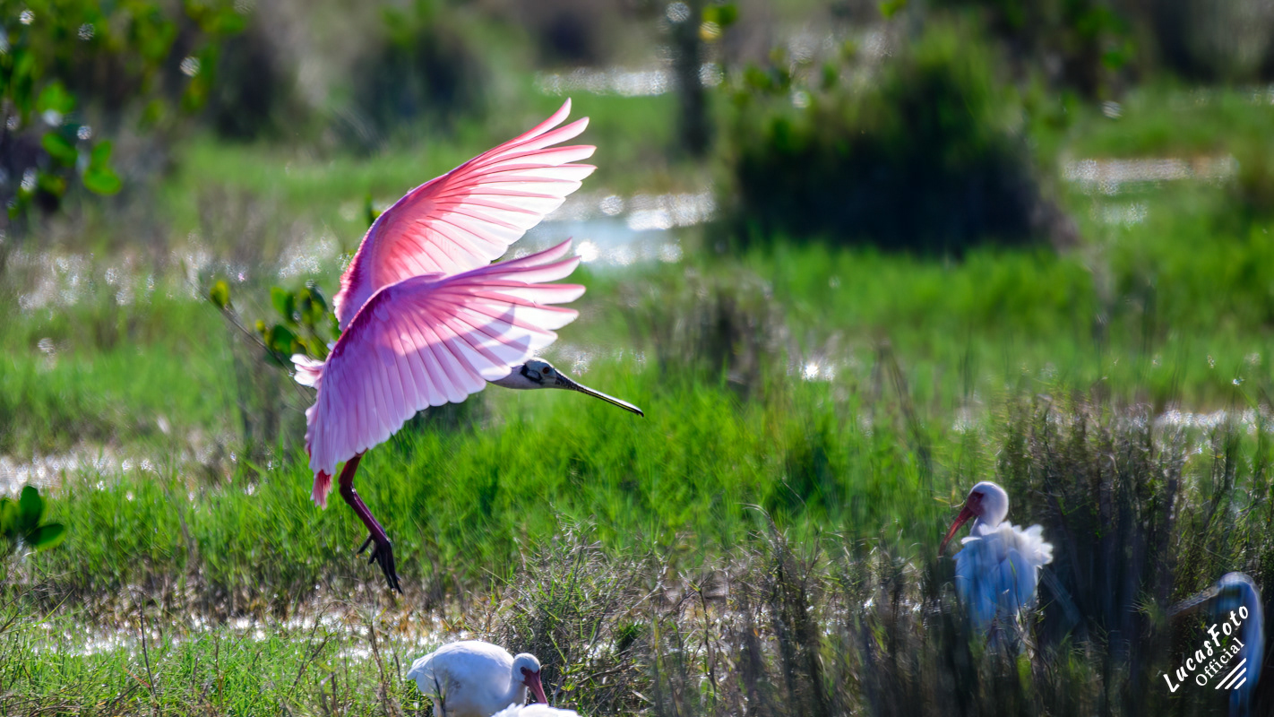 Roseate Spoonbill / White Ibis